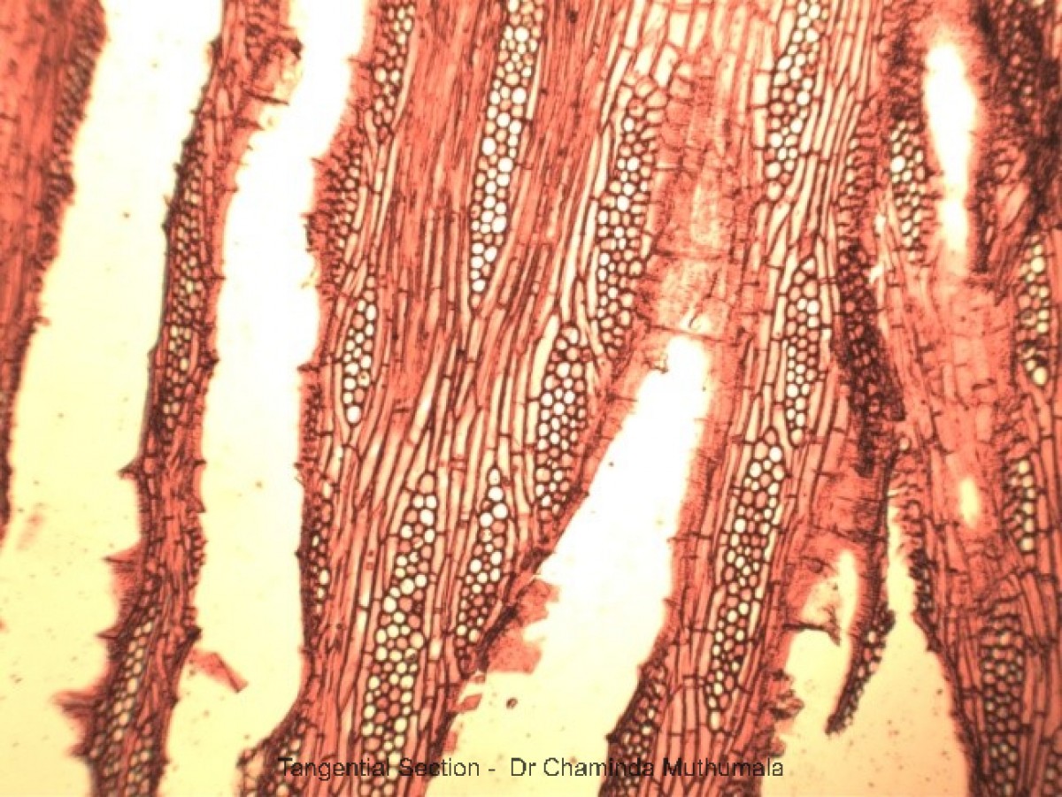 Tectona grandis L.f.